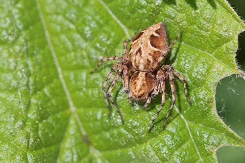 Réf. 183 070 : Oxyopes sp.